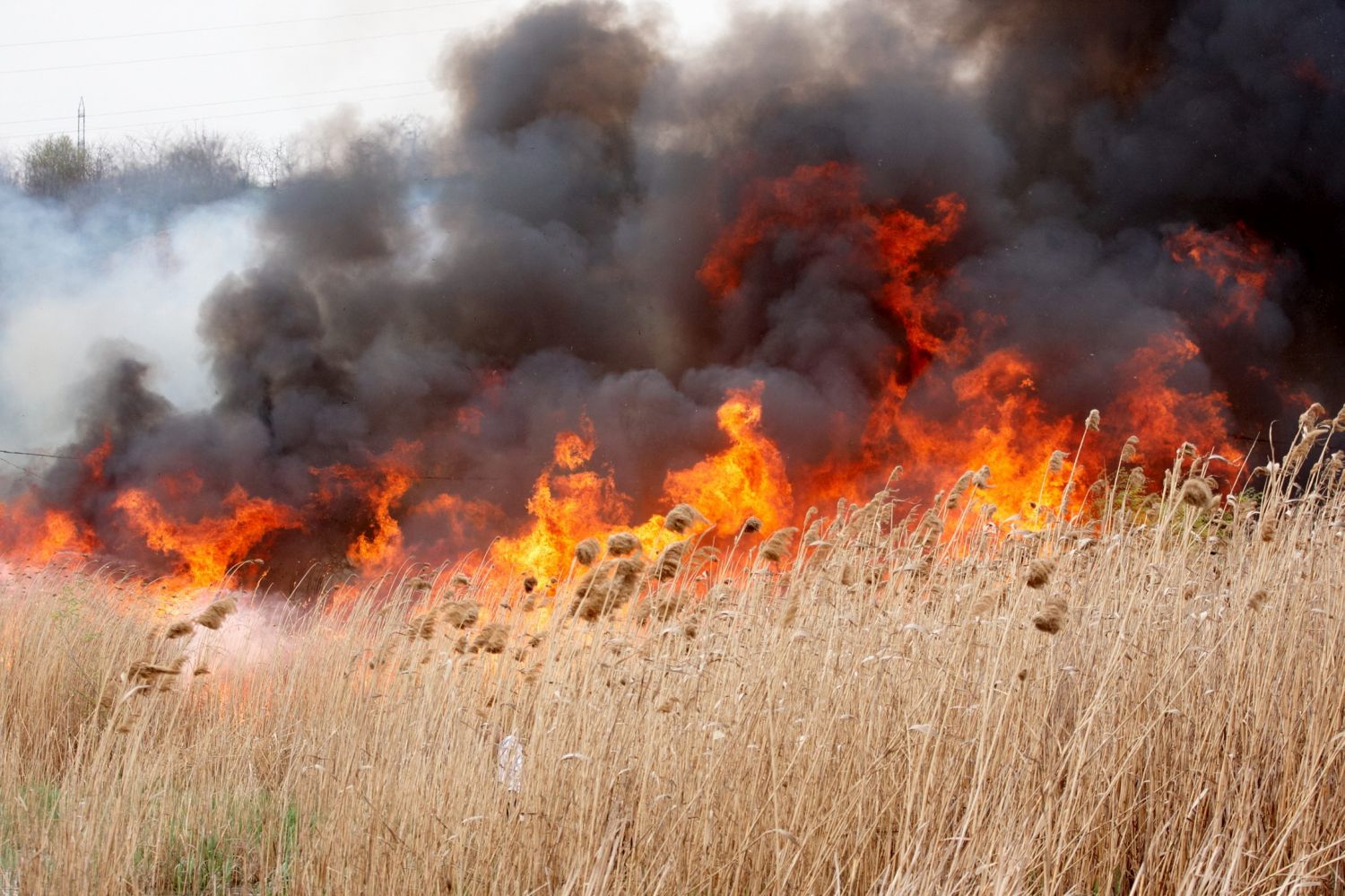 În atenția locuitorilor raionului Rezina, privind evitarea cazurilor de incendiere a vegetației uscate