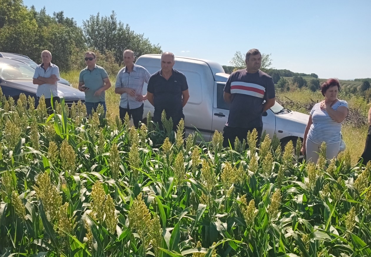 Fermierii din Rezina învață să cultive sorg în cadrul Școlii de Câmp, cu sprijinul FAO